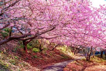 四浦半島の河津桜