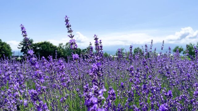 一面に広がるラベンダー畑、富良野の夏