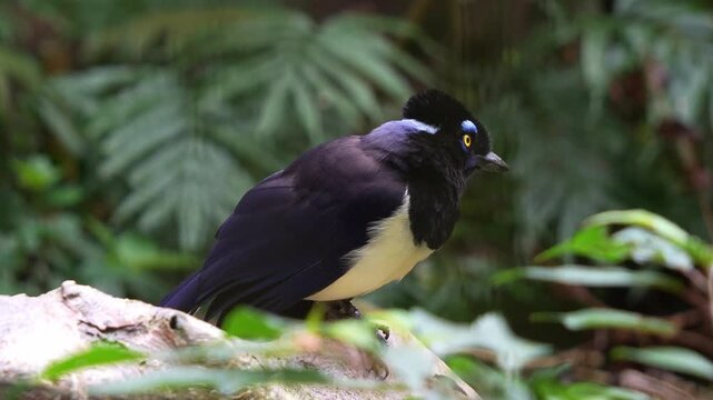 Close up shot of a Plush-crested Jay (cyanocorax chrysops) curiously looking around the surroundings.