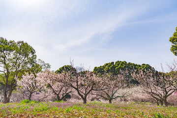 満開のホトケノザと梅の花（愛知県知多市　佐布里池）