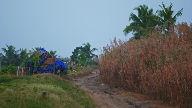 Hut near aquaculture field with dry fields, coconut trees, grass and sky at bhimavaram, andhra pradesh, india. day time, zib shot, 4k.