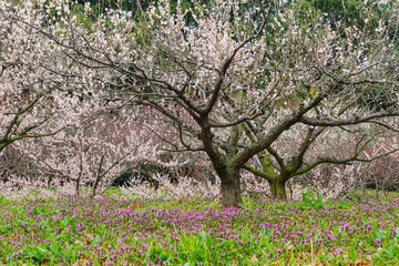 満開のホトケノザと梅（愛知県知多市　佐布里池）