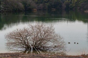 静かな水面の佐布里池（愛知県知多市）