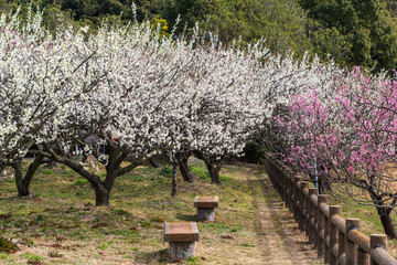 満開の梅の花（愛知県知多市　佐布里池）