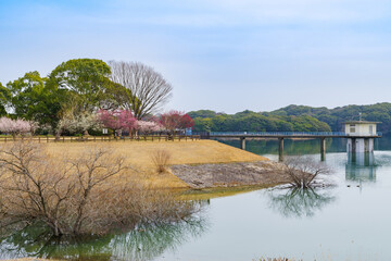 春の佐布里池（愛知県知多市）
