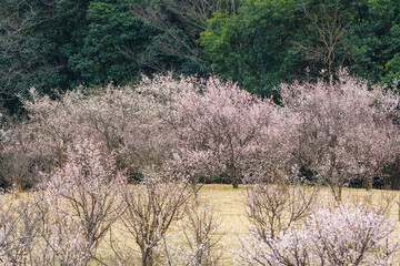 満開の梅の花（愛知県知多市　佐布里池）