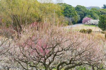 満開の梅の花（愛知県知多市　佐布里池）