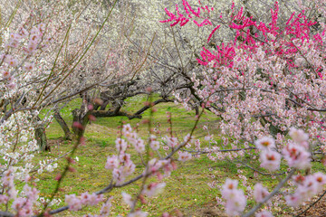 満開の紅梅と白梅（愛知県知多市　佐布里池）