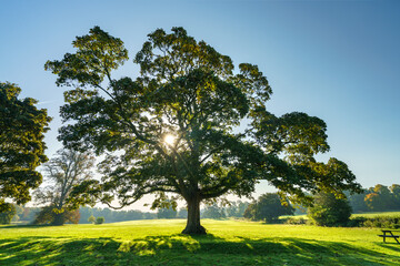 Naklejka premium Green lone tree with sun flare 