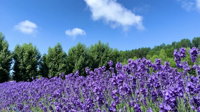 一面に広がるラベンダー畑、富良野の夏
