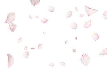 Sakura petals flying in air on white background. Spring blossom