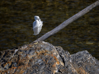 毛繕いをするコサギ