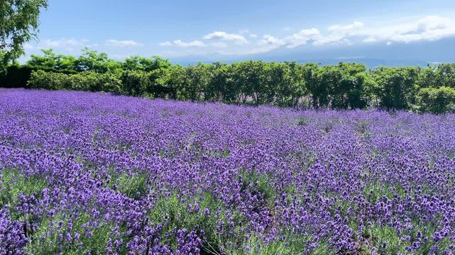 一面に広がるラベンダー畑、富良野の夏