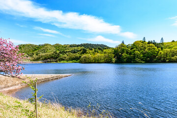 桜と宮城の小さなダム湖
