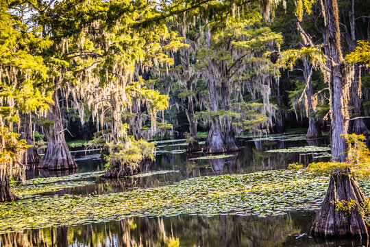 A forest with tall trees and a lot of green plants