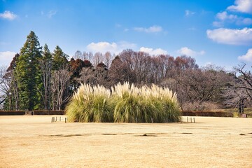 神大植物園のパンパスグラス