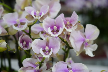 Obraz premium Orchids are in full bloom, colorful and vibrant