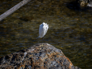 片足で立って休むコサギ