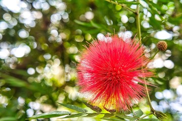 オオベニゴウカン