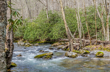 A stream of water flows through a forest with trees on either side
