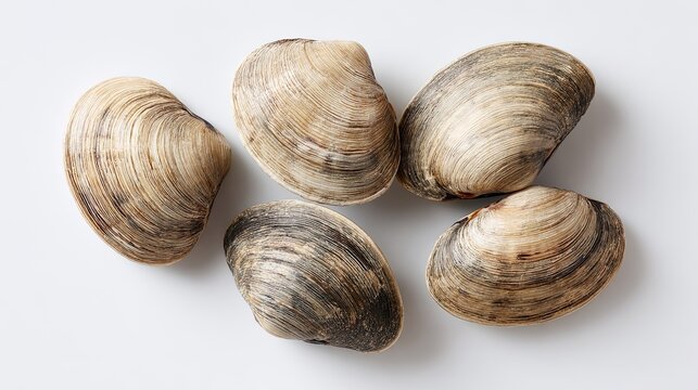 Five fresh raw closed quahog clams with natural shell textures are arranged in a small group
