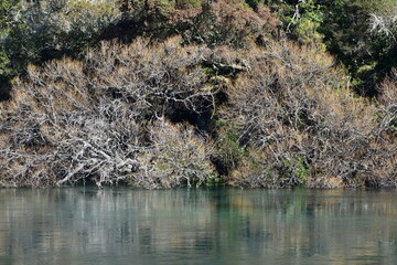 Partly leafless trees on bank of calm Waikato River between Lake Taupo and Huka Falls on winter day. Location: Taupo New Zealand