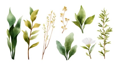 Fototapeta premium submerged plant watercolor style Clipart in various poses