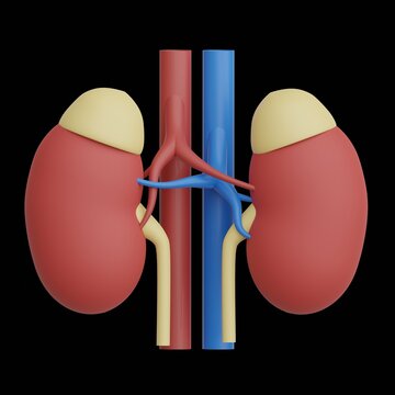 Human Kidney 3D Anatomy Medical Illustration