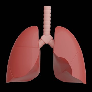 Human Lung 3D Anatomy Medical Illustration