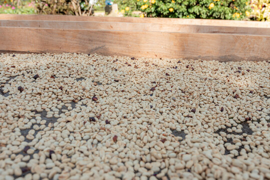 Parchment coffee beans spread on a drying bed, sunlit and drying during postharvest processing, highlighting texture, pattern and traditional farm practices