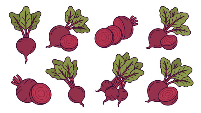 Beetroot Illustration Set Whole and Sliced