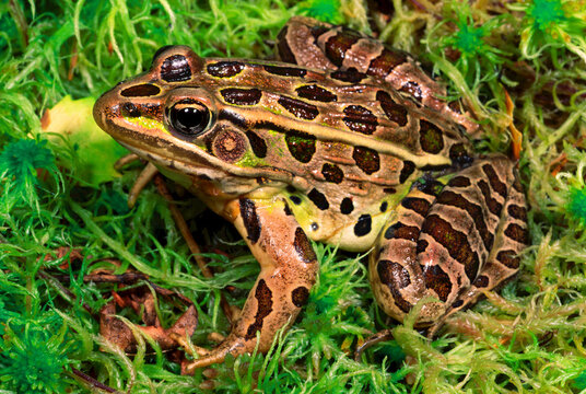 Northern Leopard Frog, Lithobates pipiens, on sphagnum moss