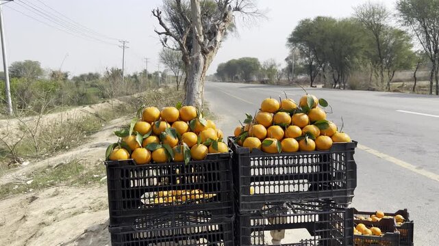 Fresh Orange Fruit Stall on Roadside Market &ndash; Street Vendor Selling Citrus in Daylight