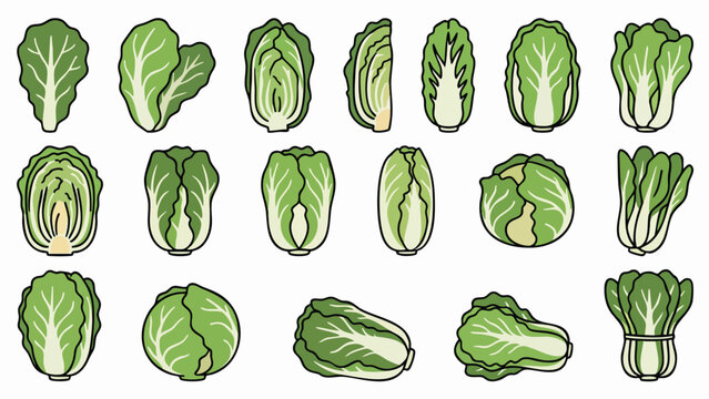 Chinese Cabbage Napa Cabbage Vector Illustration Set