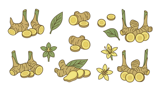 Galangal Root Illustration Set with Leaves and Flowers Hand Drawn Botanical Vector