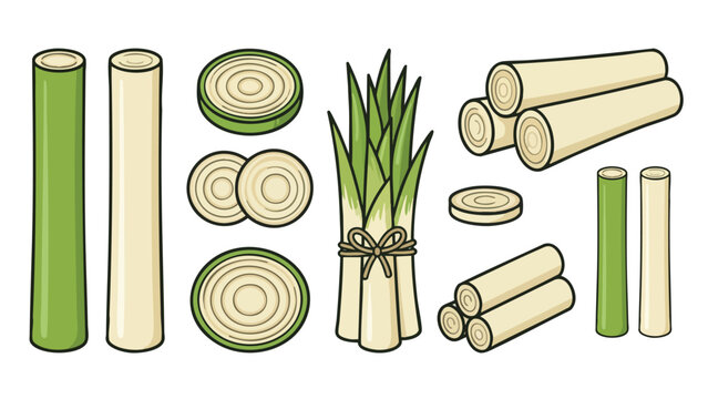 Hearts of Palm Illustration Set with Stems Slices and Bundles Hand Drawn Vector