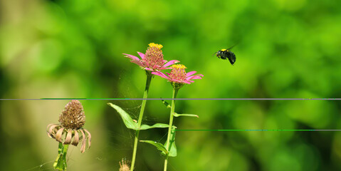 carpenter bee on flowers