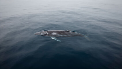 Fototapeta premium ballena gris, ballena, mar, oceáno, acuático, mamífero, corcovado, delfines, aleta, cola, azul, azul marino, naturaleza, olas, animal, fauna, salto, peces, inhospitalario, pacífico, observación, natac