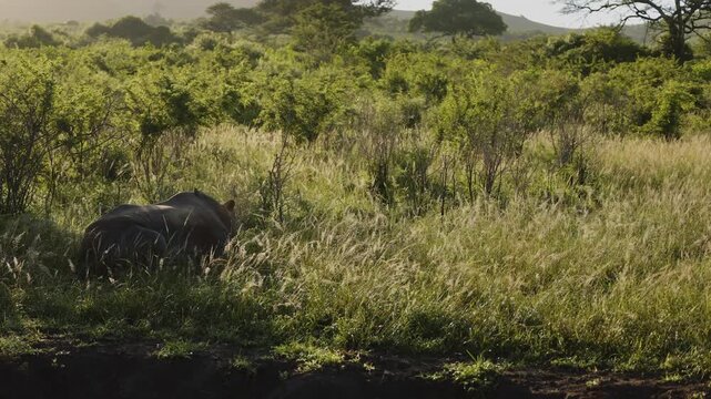 A rhinoceros resting in tall grass at golden sunset, bathed in warm evening light, showcasing its massive silhouette, textured skin, and peaceful presence in the serene African savannah landscape.