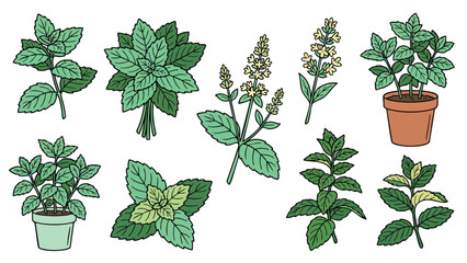 Mint Plant Illustration Collection with Leaves Flowers and Potted Herbs Vector © welyalfian