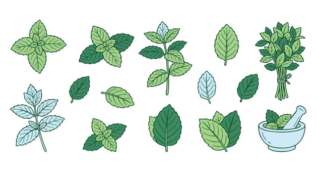 Mint Leaf Illustration Set with Fresh Herbs and Leaves Vector