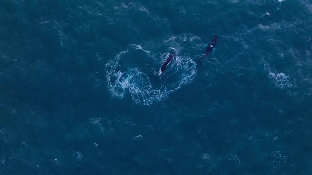 Drone footage showcasing white fin - Humpback whales. Lovely pair in Keflav&iacute;k, &Iacute;sland.