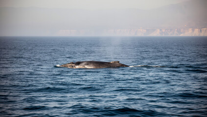 Fototapeta premium ballena gris, ballena, mar, oceáno, acuático, mamífero, corcovado, delfines, aleta, cola, azul, azul marino, naturaleza, olas, animal, fauna, salto, peces, inhospitalario, pacífico, observación, natac