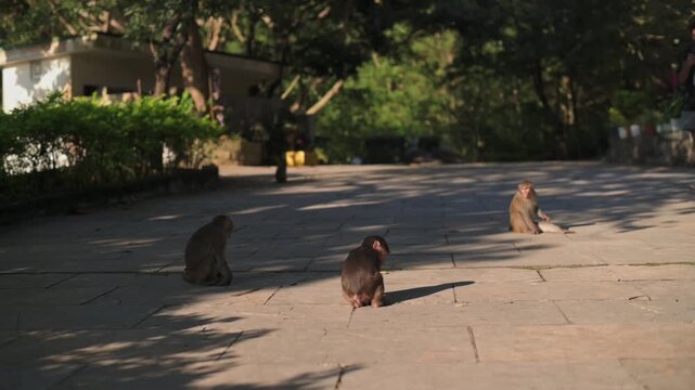 Three Macaques Foraging On Sunlit Pavement Near Courtyard Trees, Social Troop Scanning Ground For Snacks And Moving In Relaxed Formation Warm Light, Long Shadows, Quiet Urban Reserve