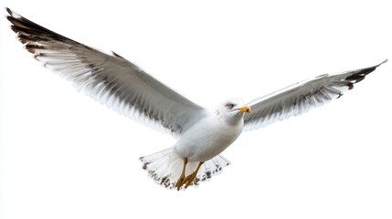 Seagull soaring in clear blue sky.