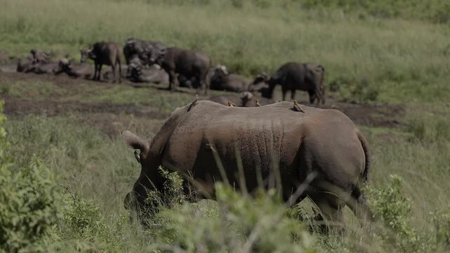 A rhinoceros walking through savannah grass in a wildlife reserve, oxpeckers perched on its back feeding on parasites, with a blurred herd of buffalo in the background under open African sky.