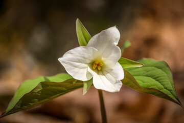 Obraz premium Close-up of White Trillium (Trillium grandiflorum) wildflower blooming in a woodland forest during spring.