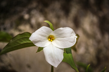 Obraz premium Close-up of White Trillium (Trillium grandiflorum) wildflower blooming in a woodland forest during spring.