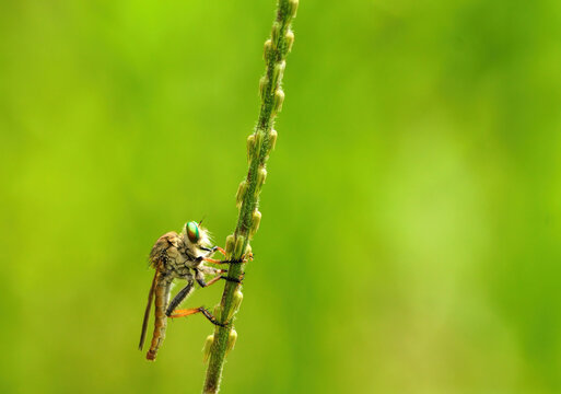 roberfly on a green leaf