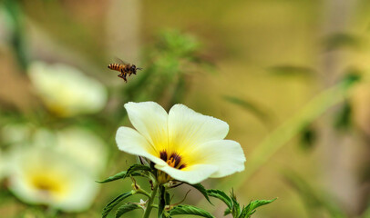 Obraz premium bee on a flower